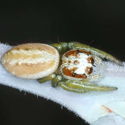 Opisthoncus abnormis (Long-legged Jumper) at Bango, NSW - 3 Feb 2022 by jb2602