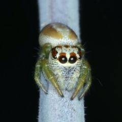 Opisthoncus abnormis at Bango, NSW - 3 Feb 2022