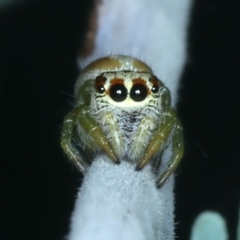 Opisthoncus abnormis at Bango, NSW - 3 Feb 2022