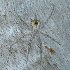 Tamopsis sp. (genus) (Two-tailed spider) at Bango, NSW - 3 Feb 2022 by jb2602