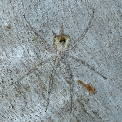 Tamopsis sp. (genus) (Two-tailed spider) at Bango, NSW - 3 Feb 2022 by jbromilow50