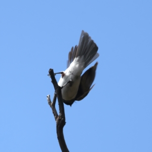 Myiagra rubecula at Bango, NSW - 3 Feb 2022