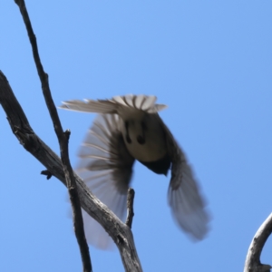 Myiagra rubecula at Bango, NSW - 3 Feb 2022