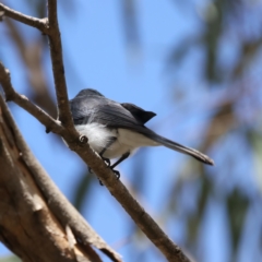 Myiagra rubecula at Bango, NSW - 3 Feb 2022