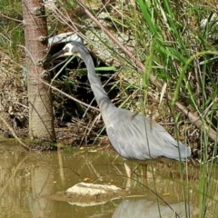 Egretta novaehollandiae (White-faced Heron) at Crooked Corner, NSW - 4 Feb 2022 by Milly