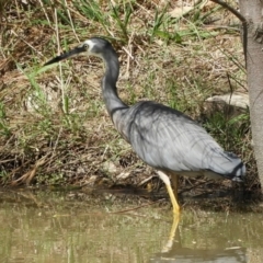 Egretta novaehollandiae at Crooked Corner, NSW - 4 Feb 2022 03:31 PM