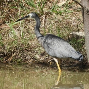 Egretta novaehollandiae at Crooked Corner, NSW - 4 Feb 2022 03:31 PM