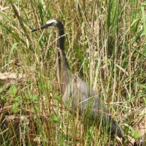 Egretta novaehollandiae at Crooked Corner, NSW - 4 Feb 2022