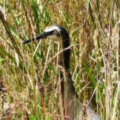 Egretta novaehollandiae at Crooked Corner, NSW - 4 Feb 2022 03:31 PM