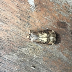 Agrotis (genus) at Rivett, ACT - 5 Feb 2022 12:51 PM