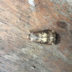 Agrotis (genus) at Rivett, ACT - 5 Feb 2022 12:51 PM