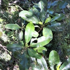 Acronychia oblongifolia (White Aspen, Yellow Wood) at Currarong, NSW - 4 Feb 2022 by plants