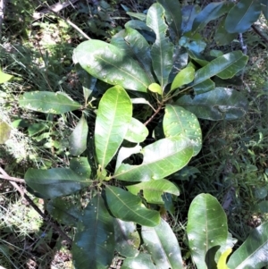 Acronychia oblongifolia at Currarong, NSW - 4 Feb 2022