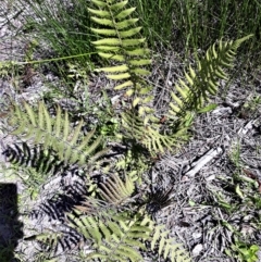 Christella dentata (Binung) at Beecroft Peninsula, NSW - 4 Feb 2022 by plants