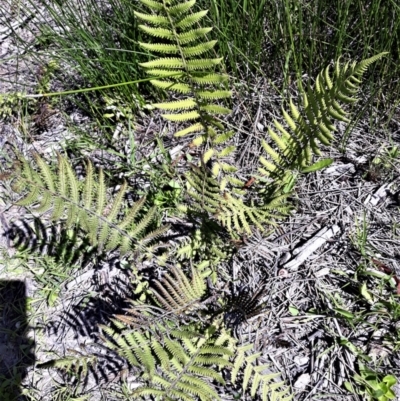 Christella dentata (Binung) at Beecroft Peninsula, NSW - 4 Feb 2022 by plants
