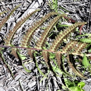 Christella dentata at Beecroft Peninsula, NSW - 4 Feb 2022 03:42 PM