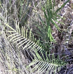 Pteris vittata (Chinese Brake, Ladder Brake) at suppressed - 4 Feb 2022 by plants