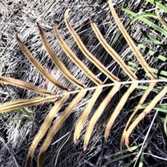 Pteris vittata at suppressed - 4 Feb 2022