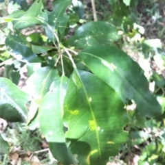 Sarcomelicope simplicifolia subsp. simplicifolia (Big Yellow Wood) at Beecroft Peninsula, NSW - 4 Feb 2022 by plants