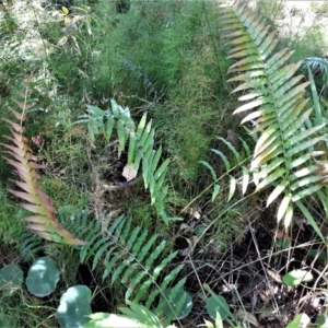 Telmatoblechnum indicum at Currarong, NSW - 4 Feb 2022