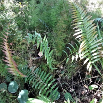 Telmatoblechnum indicum (Bungwall, Swampwater Fern) at Currarong - Abrahams Bosom Beach - 4 Feb 2022 by plants