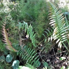 Telmatoblechnum indicum (Bungwall, Swampwater Fern) at Currarong - Abrahams Bosom Beach - 4 Feb 2022 by plants