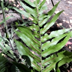 Telmatoblechnum indicum at Currarong, NSW - 4 Feb 2022