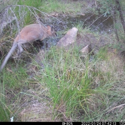 Notamacropus rufogriseus (Red-necked Wallaby) at Tralee, NSW - 24 Jan 2022 by RomanSoroka