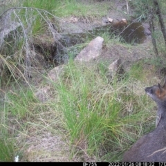 Wallabia bicolor (Swamp Wallaby) at QPRC LGA - 25 Jan 2022 by Roman