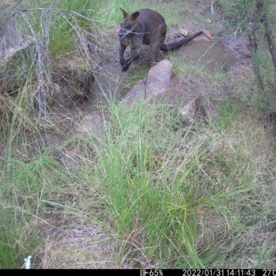 Osphranter robustus robustus (Eastern Wallaroo) at Tralee, NSW - 31 Jan 2022 by RomanSoroka