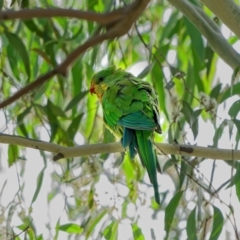 Polytelis swainsonii (Superb Parrot) at Deakin, ACT - 4 Feb 2022 by Kenp12