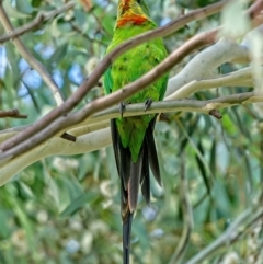 Polytelis swainsonii at Deakin, ACT - suppressed