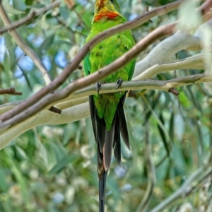 Polytelis swainsonii at Deakin, ACT - 5 Feb 2022