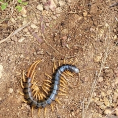 Cormocephalus aurantiipes (Orange-legged Centipede) at Block 402 - 5 Feb 2022 by trevorpreston