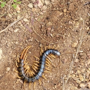 Cormocephalus aurantiipes at Molonglo Valley, ACT - 5 Feb 2022