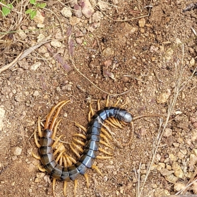 Cormocephalus aurantiipes (Orange-legged Centipede) at Piney Ridge - 5 Feb 2022 by tpreston