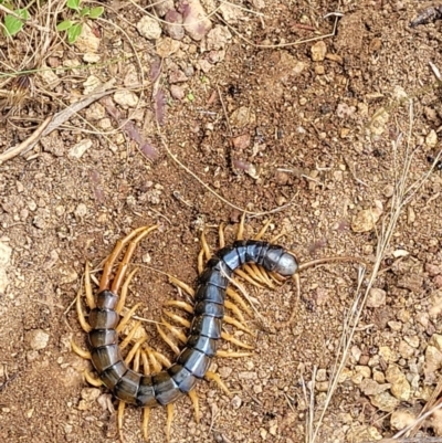 Cormocephalus aurantiipes (Orange-legged Centipede) at Molonglo Valley, ACT - 5 Feb 2022 by trevorpreston