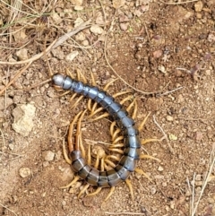 Cormocephalus aurantiipes at Molonglo Valley, ACT - 5 Feb 2022