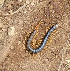 Cormocephalus aurantiipes at Molonglo Valley, ACT - 5 Feb 2022