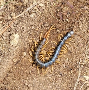 Cormocephalus aurantiipes at Molonglo Valley, ACT - 5 Feb 2022