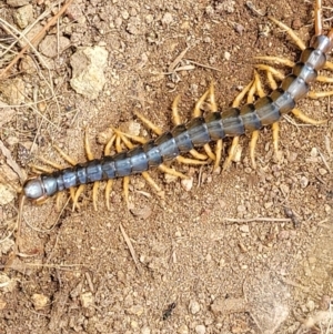 Cormocephalus aurantiipes at Molonglo Valley, ACT - 5 Feb 2022