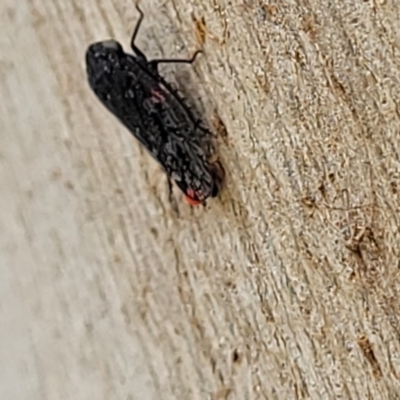 Achilidae (family) (Achilid planthopper) at Molonglo Valley, ACT - 5 Feb 2022 by trevorpreston