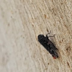 Achilidae sp. (family) at Molonglo Valley, ACT - 5 Feb 2022