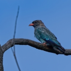 Eurystomus orientalis (Dollarbird) at Stromlo, ACT - 3 Feb 2022 by Kenp12