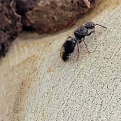 Mutillidae (family) (Unidentified Mutillid wasp or velvet ant) at Block 402 - 5 Feb 2022 by trevorpreston