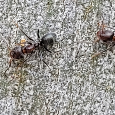 Iridomyrmex rufoniger (Tufted Tyrant Ant) at Block 402 - 5 Feb 2022 by trevorpreston