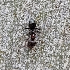 Iridomyrmex rufoniger at Molonglo Valley, ACT - 5 Feb 2022 12:23 PM