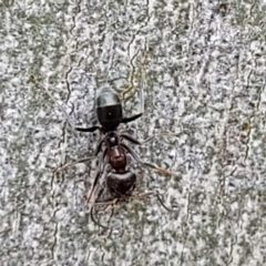 Iridomyrmex rufoniger at Molonglo Valley, ACT - 5 Feb 2022 12:23 PM