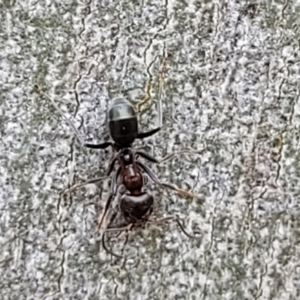 Iridomyrmex rufoniger at Molonglo Valley, ACT - 5 Feb 2022