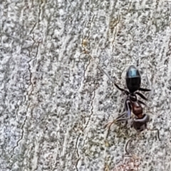 Iridomyrmex rufoniger at Molonglo Valley, ACT - 5 Feb 2022 12:23 PM